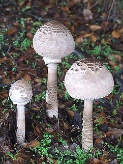 Macrolepiota procera N Golan Heights, Masade Forest, 1100 m. Fall,Geotagged,Macrolepiota procera,Parasol mushroom