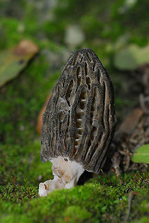Morchella conica N israel, Upper Galilee, Hanita forest Geotagged,Israel,Morchella conica,Winter
