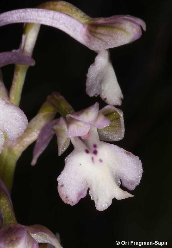 Anacamptis israelitica  Anacamptis israelitica