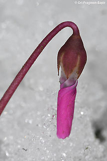 Cyclamen coum ssp coum  Cyclamen coum,Eastern Sowbread,Geotagged,Winter