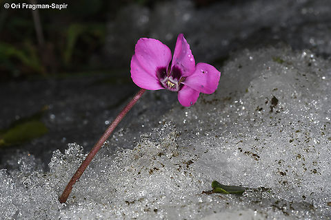 Cyclamen coum ssp coum  Cyclamen coum,Eastern Sowbread,Geotagged,Winter