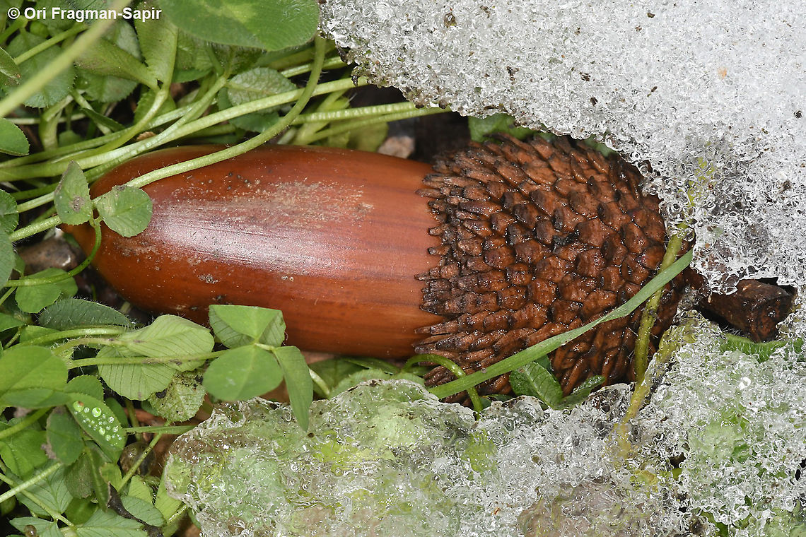 Quercus coccifera  Geotagged,Kermes oak,Quercus coccifera,Winter