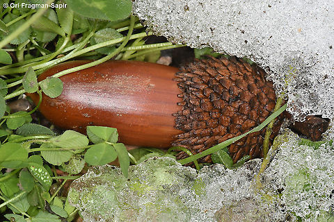 Quercus coccifera  Geotagged,Kermes oak,Quercus coccifera,Winter