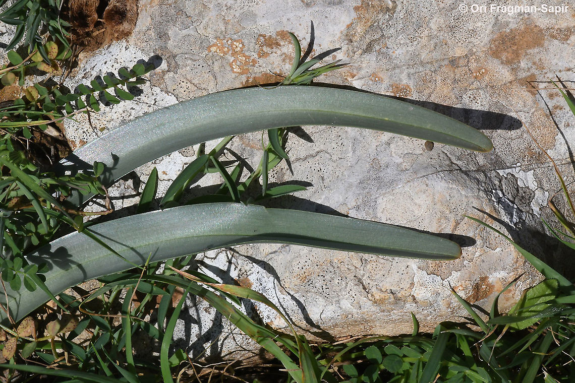 Colchicum hierosolymitanum  Colchicum feinbruniae,Colchicum hierosolymitanum,Geotagged,Winter