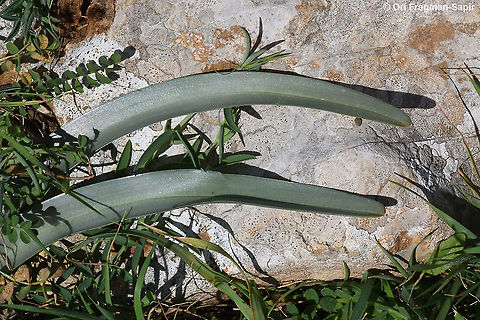 Colchicum hierosolymitanum  Colchicum feinbruniae,Colchicum hierosolymitanum,Geotagged,Winter
