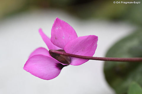 Cyclamen coum ssp coum  Cyclamen coum,Eastern Sowbread,Geotagged,Winter