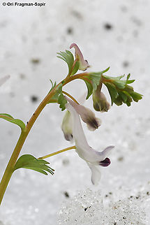 Corydalis triternata  Corydalis triternata,Geotagged,Winter