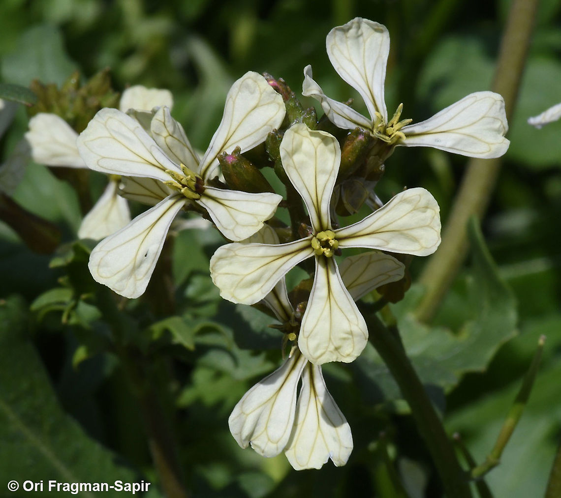 Eruca sativa  Arugula,Eruca sativa,Geotagged,Winter