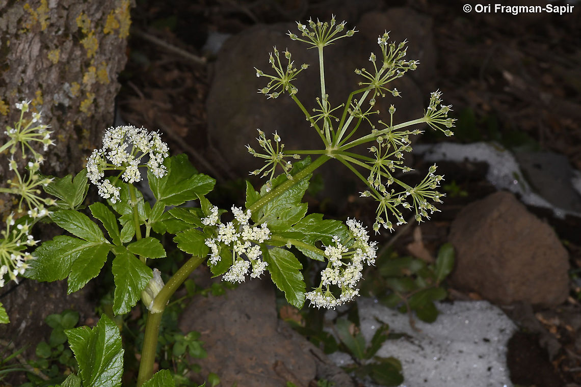 Lecokia cretica  Geotagged,Lecokia cretica,Winter