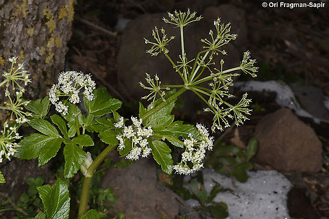 Lecokia cretica  Geotagged,Lecokia cretica,Winter
