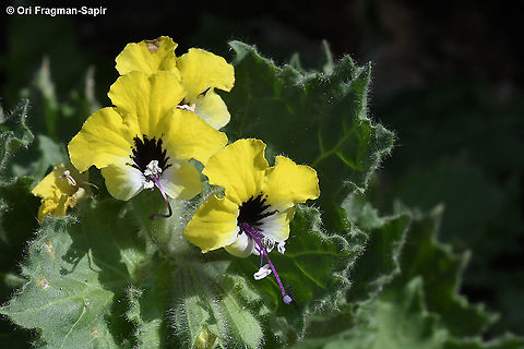 Hyoscyamus aureus  Geotagged,Hyoscyamus aureus,Winter