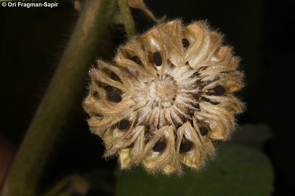 Abutilon hirtum seed dispersal Abutilon hirtum,Geotagged,Winter