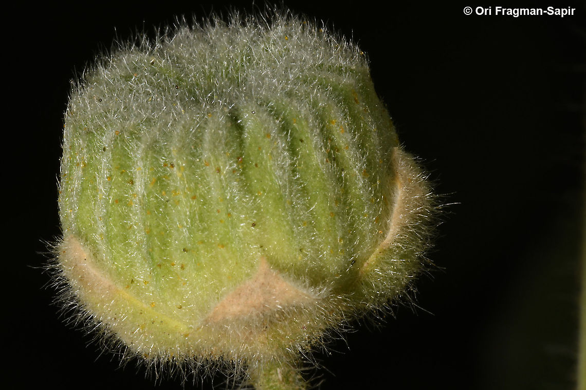 Abutilon hirtum  Abutilon hirtum
