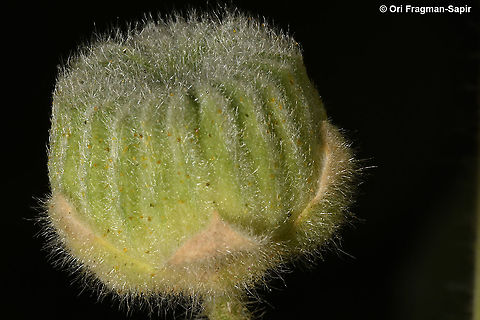 Abutilon hirtum  Abutilon hirtum