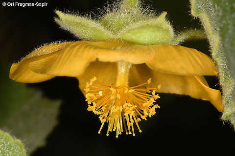 Abutilon hirtum  Abutilon hirtum,Geotagged,Winter