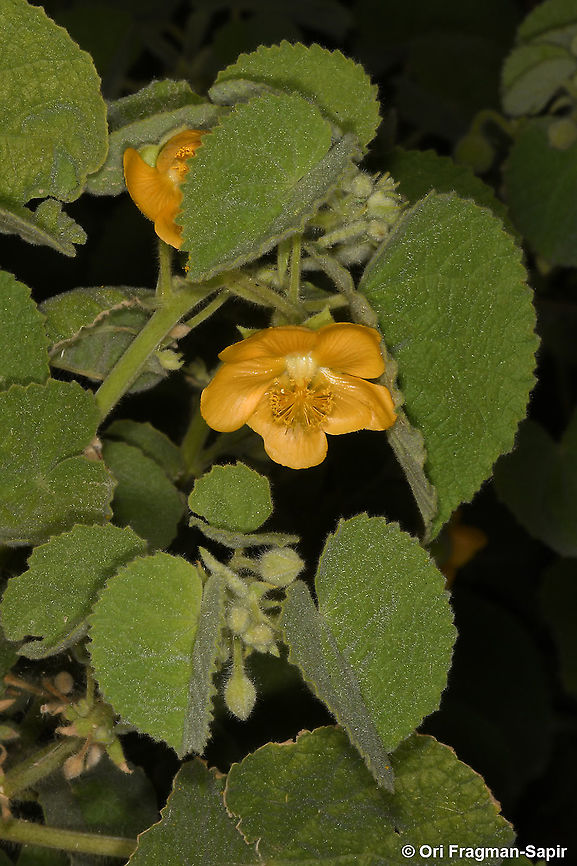 Abutilon hirtum  Abutilon hirtum,Geotagged,Winter
