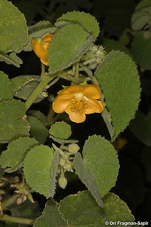 Abutilon hirtum  Abutilon hirtum,Geotagged,Winter