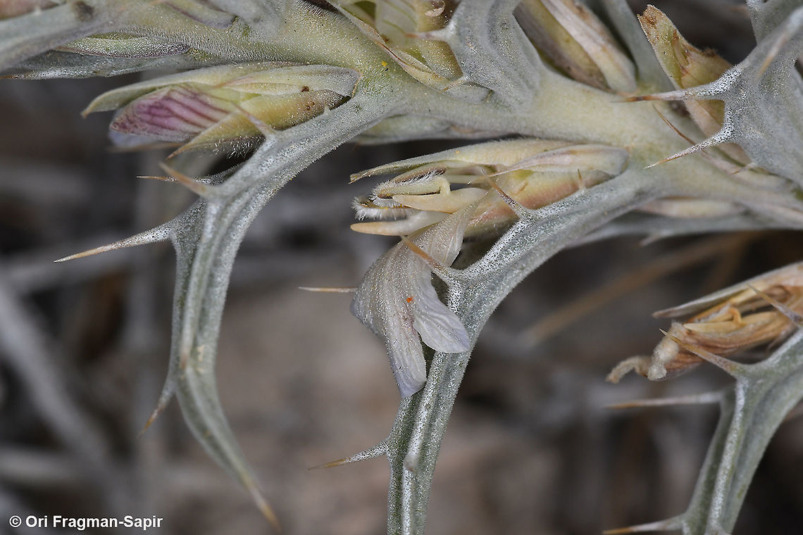 Blepharis attenuata  Blepharis attenuata,Geotagged,Winter