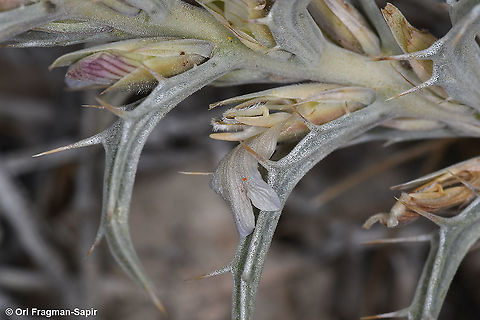 Blepharis attenuata  Blepharis attenuata,Geotagged,Winter