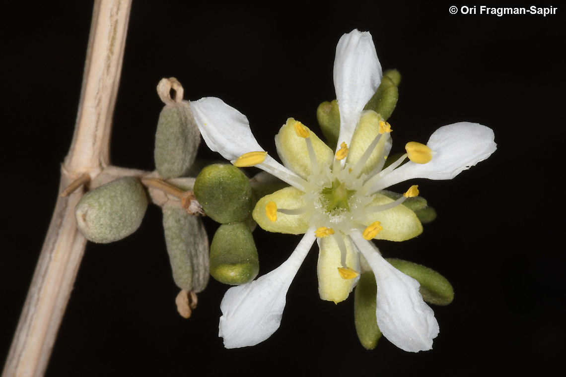 Zygophyllum dumosum  Geotagged,Winter,Zygophyllum dumosum