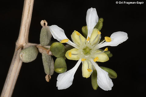 Zygophyllum dumosum  Geotagged,Winter,Zygophyllum dumosum