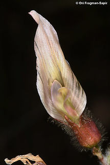 Astragalus palaestinus  Astragalus palaestinus,Geotagged,Winter