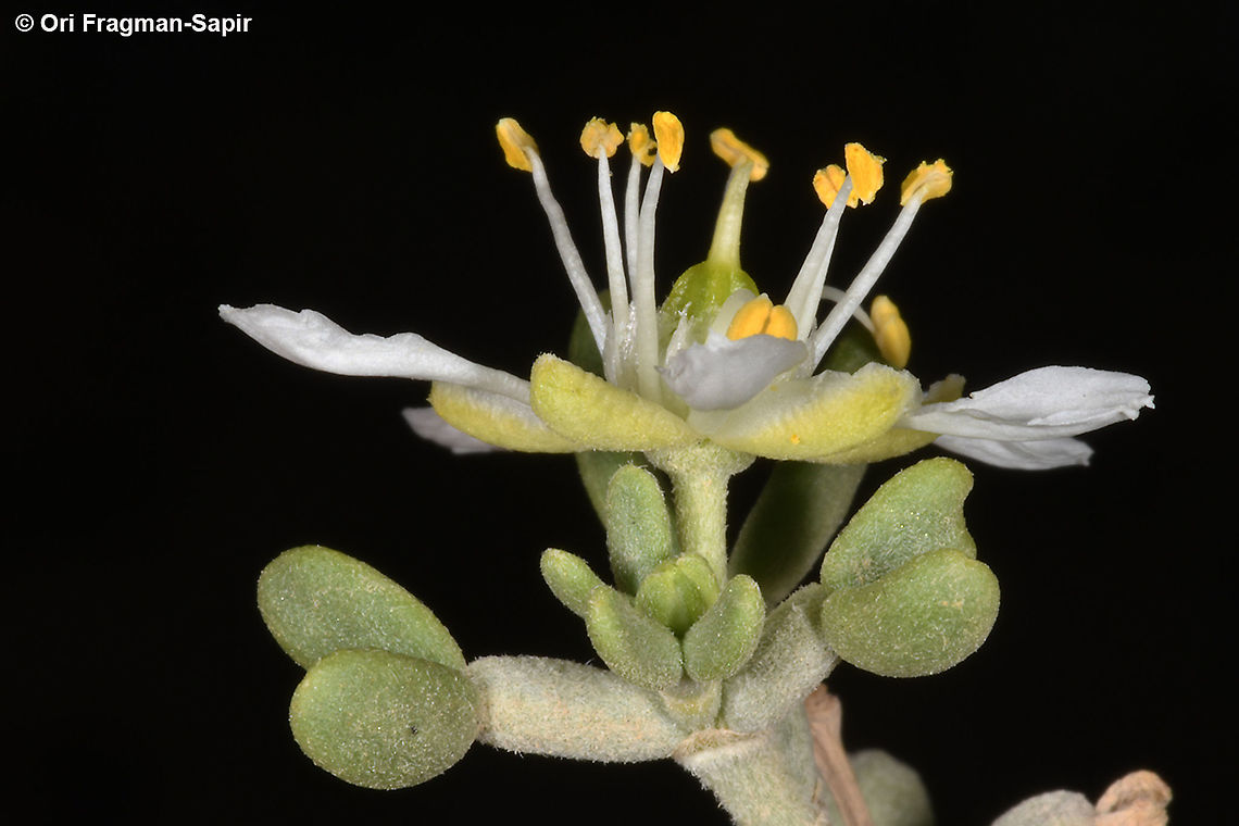 Zygophyllum dumosum  Geotagged,Winter,Zygophyllum dumosum