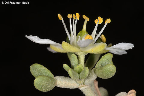 Zygophyllum dumosum  Geotagged,Winter,Zygophyllum dumosum
