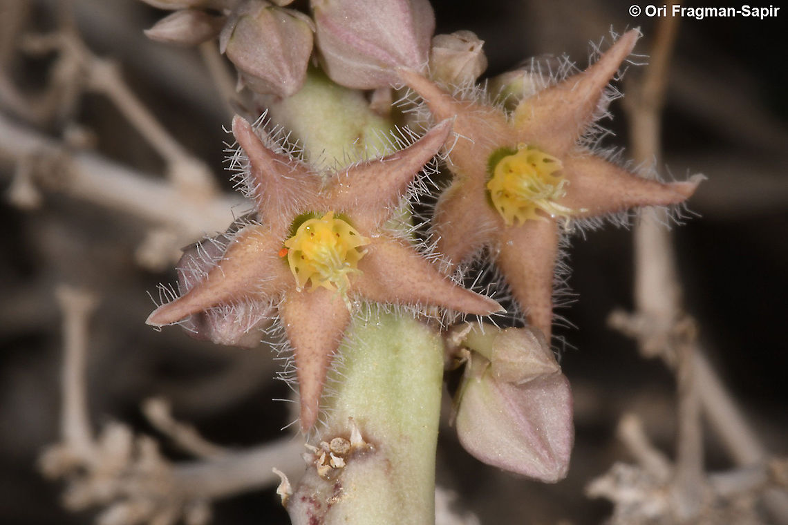 Caralluma sinaica  Caralluma sinaica,Geotagged,Winter