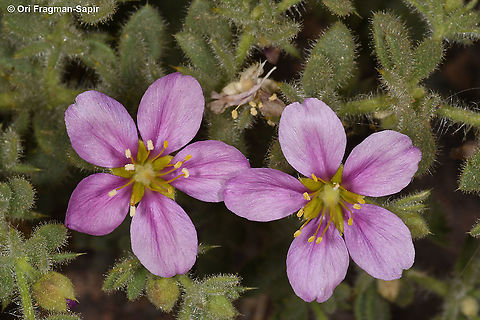 Fagonia mollis  Fagonia mollis,Geotagged,Israel,Winter