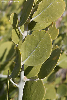 Capparis cartilaginea  Capparis cartilaginea,Geotagged,Israel,Winter
