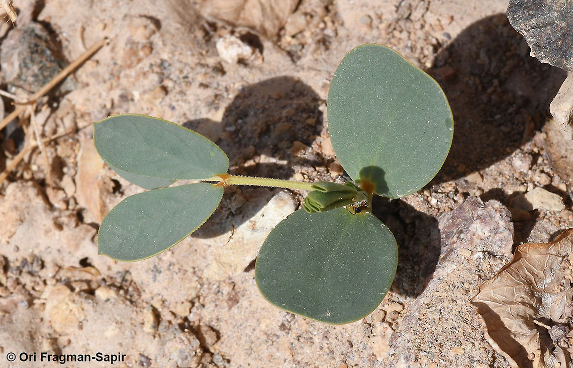 Senna italica seedling Geotagged,Israel,Senna italica,Winter