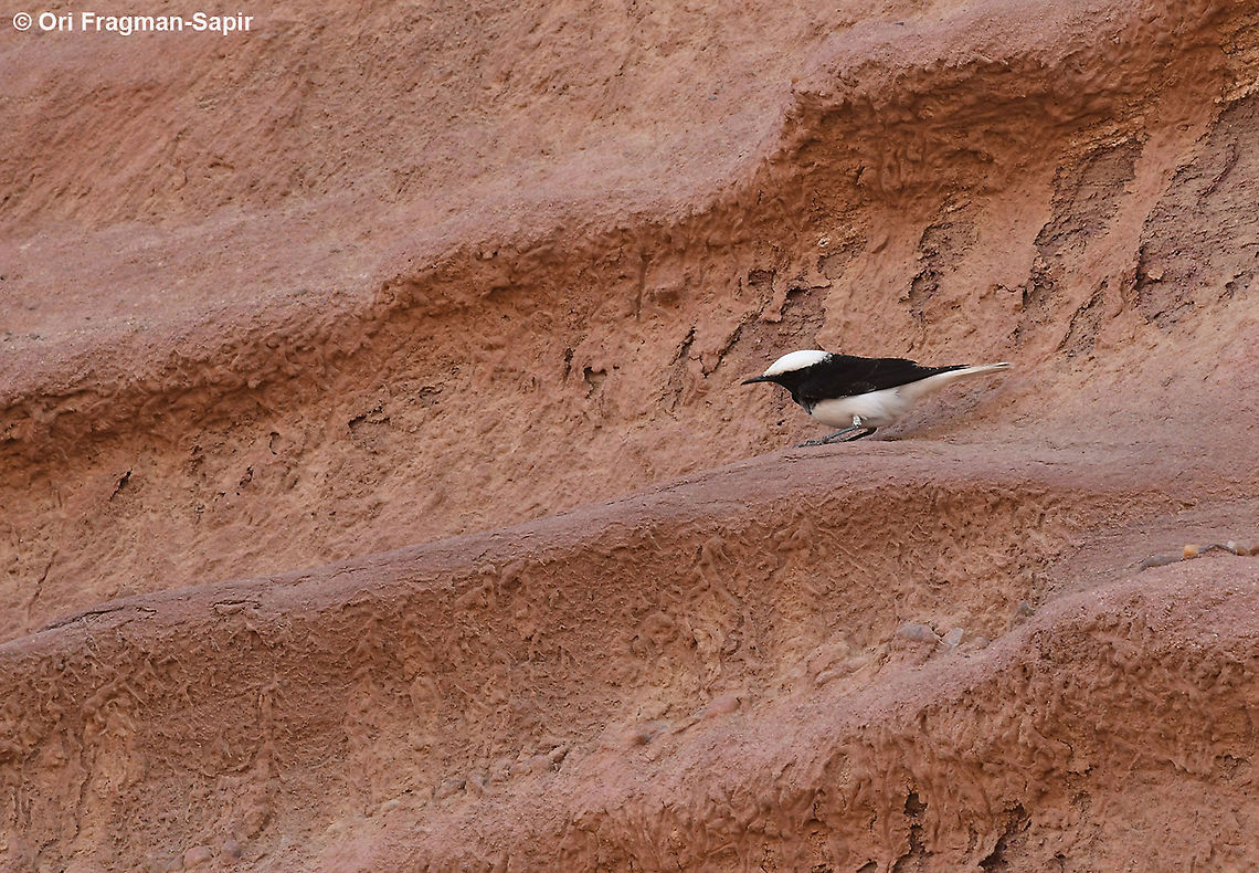 Oenanthe lugens  Geotagged,Israel,Mourning wheatear,Oenanthe lugens,Winter