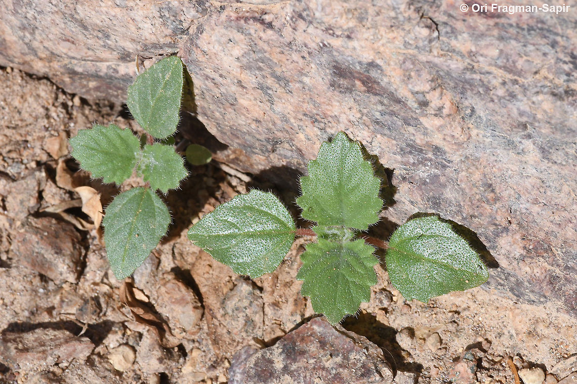 Forsskaolea tenacissima  Forsskaolea tenacissima,Geotagged,Israel,Winter