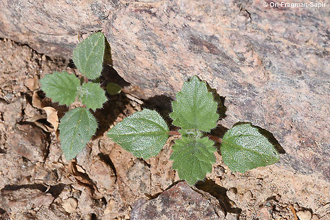Forsskaolea tenacissima  Forsskaolea tenacissima,Geotagged,Israel,Winter