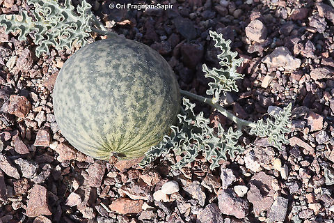 Citrullus colocynthis  Citrullus colocynthis,Colocynth,Geotagged,Israel,Winter