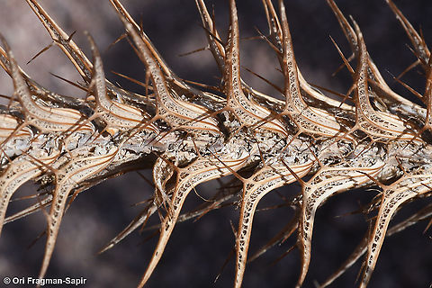 Blepharis attenuata  Blepharis attenuata,Geotagged,Israel,Winter