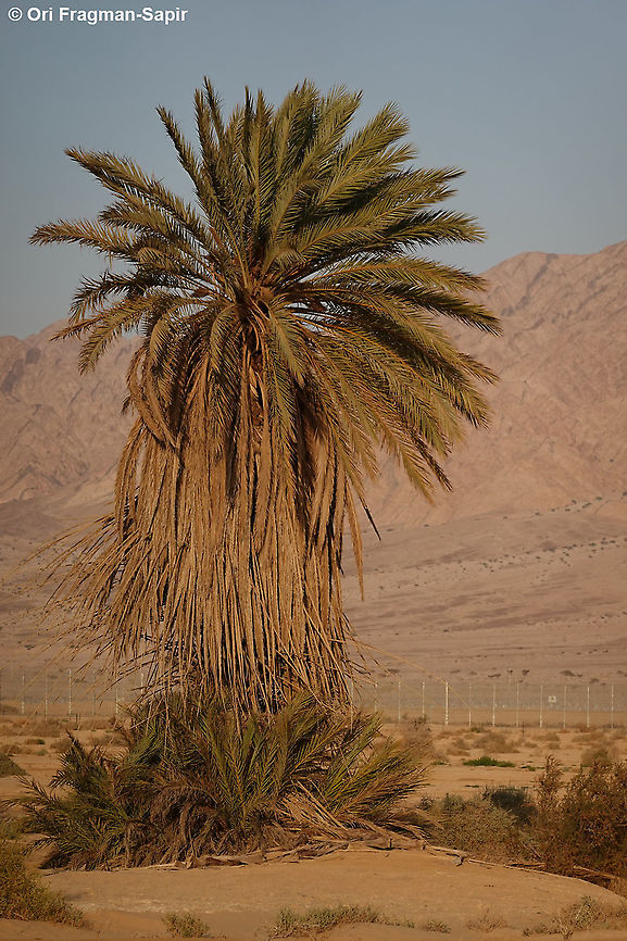Phoenix dactylifera  Date palm,Geotagged,Israel,Phoenix dactylifera,Winter