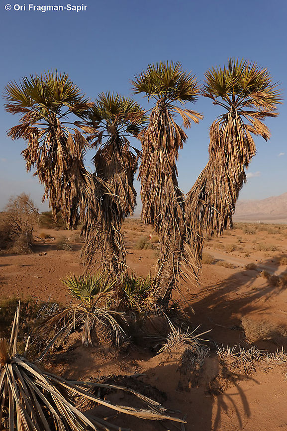 Hyphaene thebaica  Doum palm,Geotagged,Hyphaene thebaica,Israel,Winter