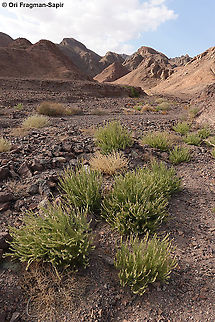 Reseda stenostachya  Geotagged,Israel,Reseda stenostachya,Winter