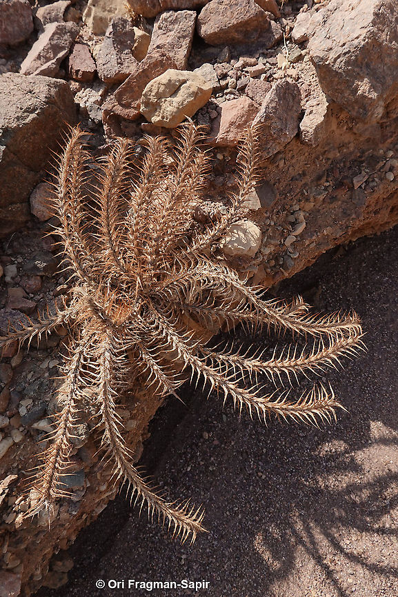 Blepharis attenuata  Blepharis attenuata,Geotagged,Israel,Winter