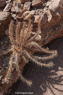 Blepharis attenuata  Blepharis attenuata,Geotagged,Israel,Winter