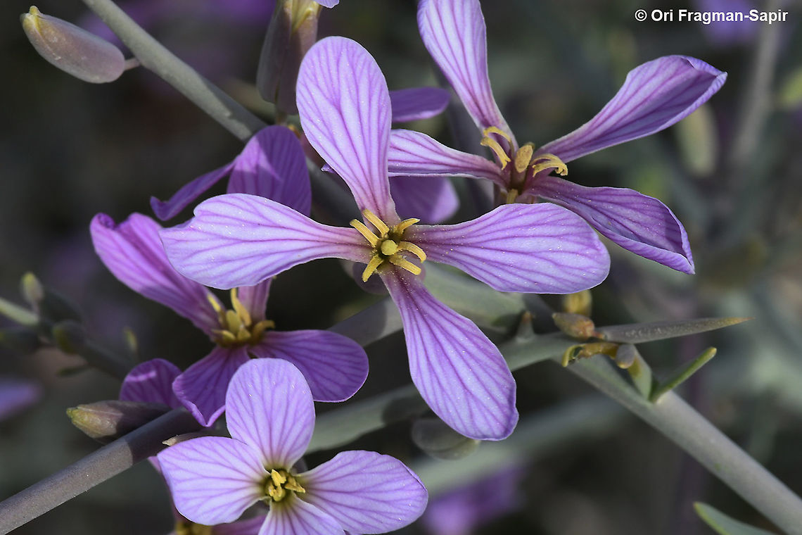 Zilla spinosa  Geotagged,Israel,Winter,Zilla spinosa