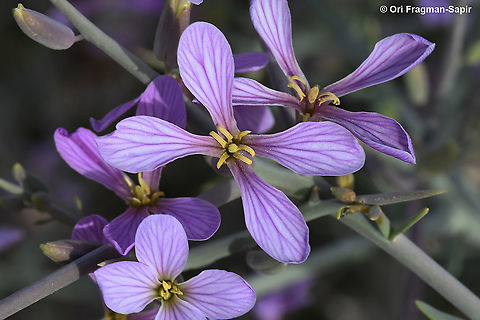 Zilla spinosa  Geotagged,Israel,Winter,Zilla spinosa