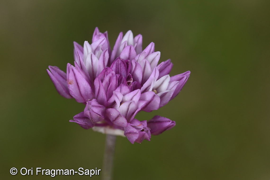 Allium griffithianum Uzbekistan, SE of Samarkand Allium griffithianum,Geotagged,Spring,Uzbekistan