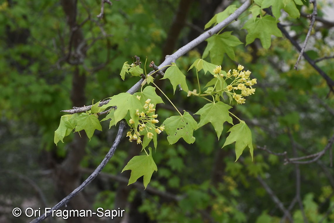 Acer pentapomicum Tajikiatan, Romit Acer pentapomicum,Geotagged,Spring,Tajikistan