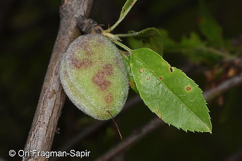 Amygdalus bucharica Tajikistan, Nurek Geotagged,Prunus bucharica,Spring,Tajikistan,prunus bucharica