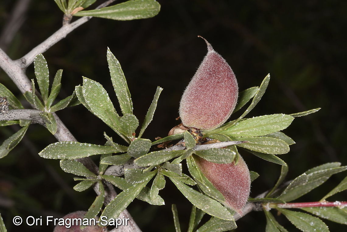 Amygdalus spinosissima Uzbekistan, SE of Samarkand Geotagged,Prunus spinosissima,Spring,Uzbekistan,prunus spinosissima