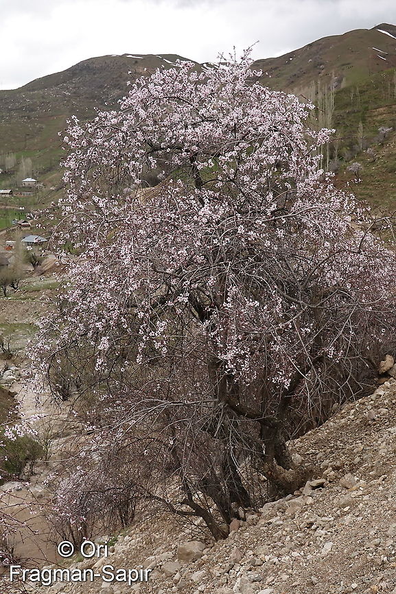 Amygdalus bucharica Tajikiatan, Deamalik Geotagged,Prunus bucharica,Spring,Tajikistan,prunus bucharica
