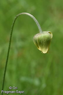 Anemone baissunensis Tajikiatan, Romit Anemone baissunensis,Geotagged,Spring,Tajikistan